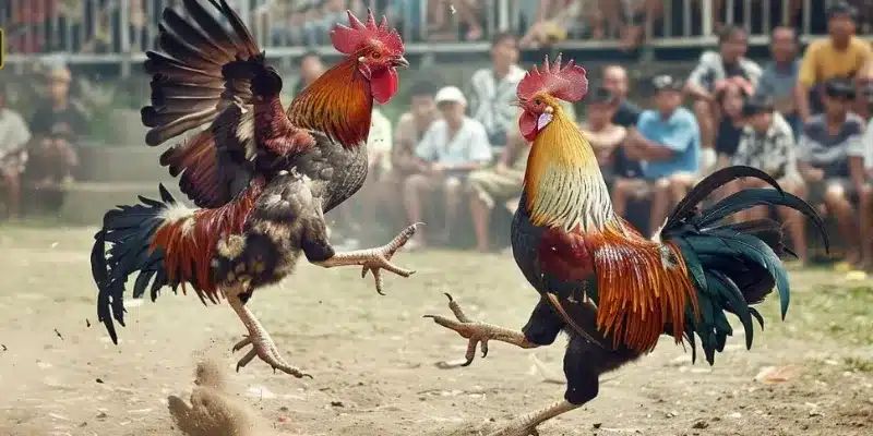 Mách bạn những kinh nghiệm cược kê hiệu quả